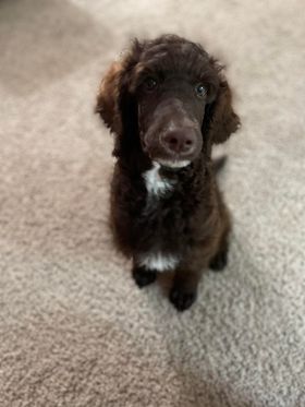 Arlo Piper x Deacon Puppy Report Standard Poodles Of Forest Lakes