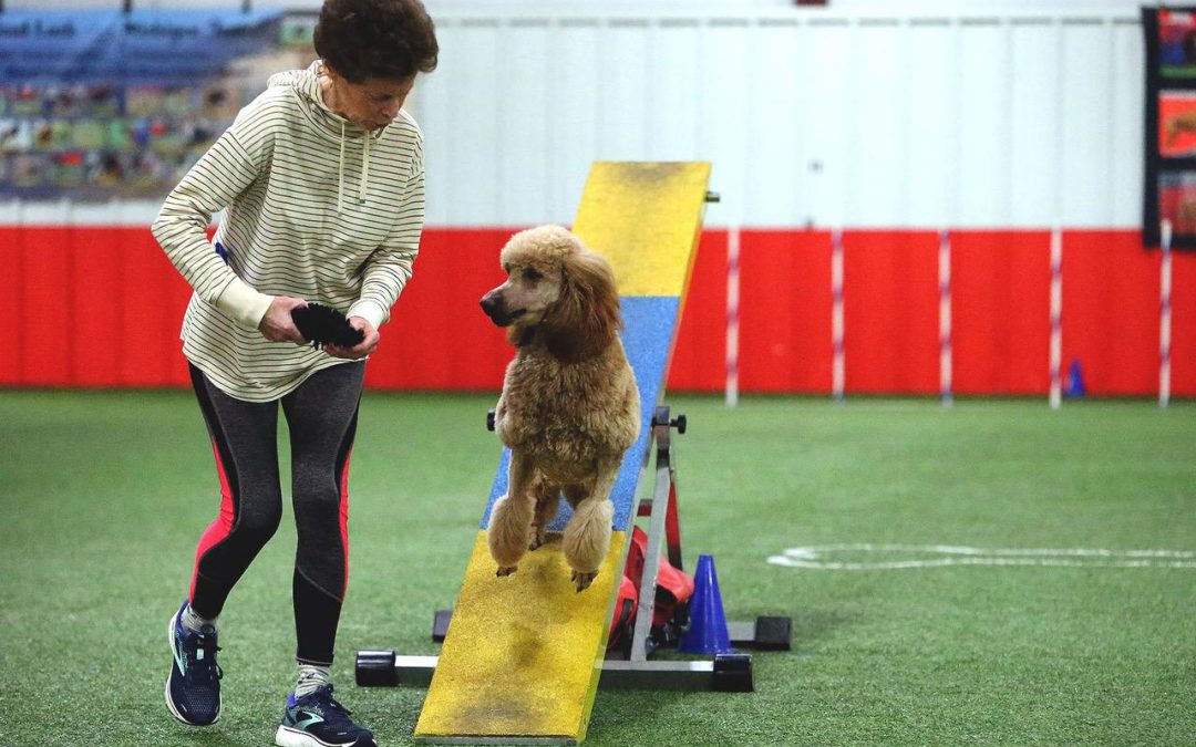 Feia Earns Another Agility Title!