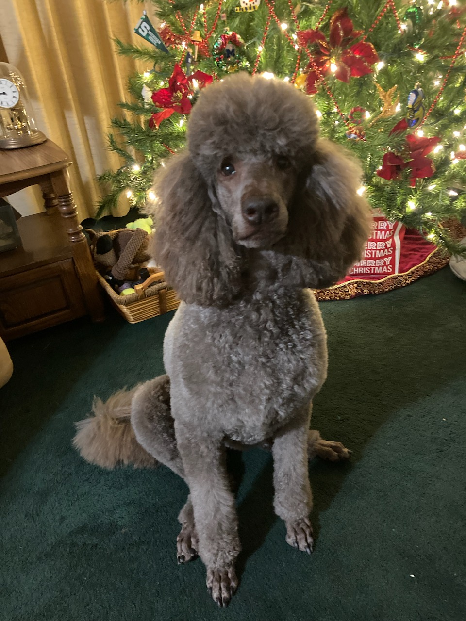 Starlight standard hot sale poodles