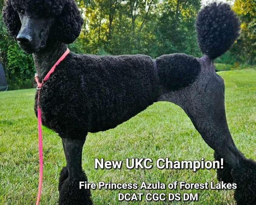 Azula is the Newest Forest Lakes UKC Champion – Owner Handled